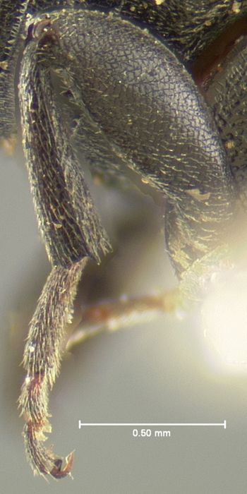 Media type: image;   Entomology 8194 Aspect: hind tibia